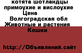 котята шотландцы примоухие и вислоухие › Цена ­ 5 000 - Волгоградская обл. Животные и растения » Кошки   